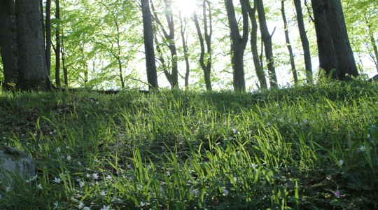 Bild på skog. Fotografi