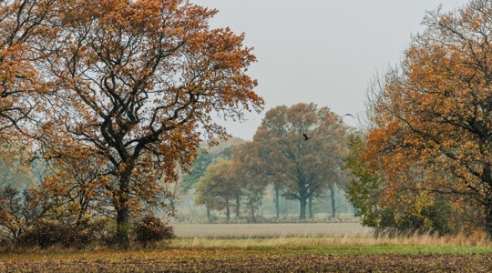 Träd och buskar i hösten. Fotografi
