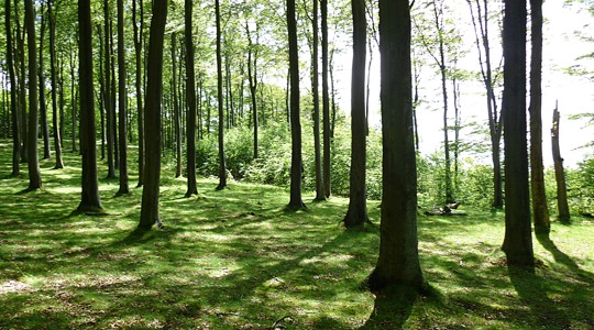 Skogsträd. Fotografi.