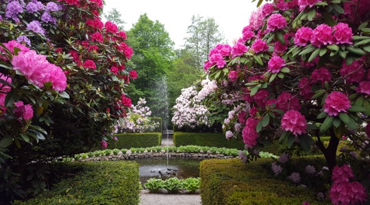 Fotografi Rhododendron Krapperup